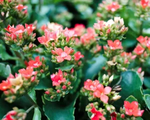 Kalanchoe-a-planta-que-voce-deve-cultivar-este-ano-01