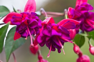 flores de sombra Fúcsia