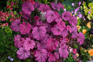 Plantas de sombra Heuchera