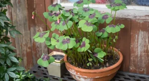 Trevo-de-Quatro-Folhas-Tudo-Sobre-Essa-Planta