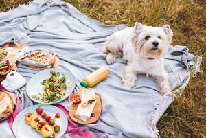 alimentos-que-caes-nao-pode-comer