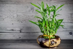 bambu-da-sorte-1