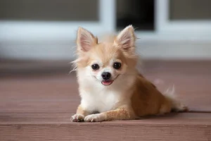 chihuahua3
