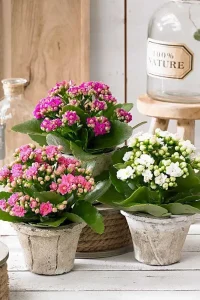 flor-da-fortuna-vaso-de-madeira-pinterest