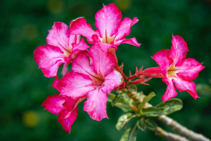 flores da rosa-do-deserto