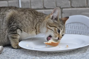 gato-faminto-comendo-pao-branco-com-manteiga-na-mesa_231786-1738