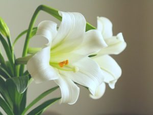 lirio da paz floririndo