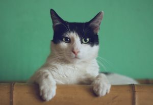 Por que o seu gato está destruindo tudo? Essas 6 dicas podem te ajudar a resolver isso