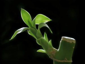 muda de bambu da sorte