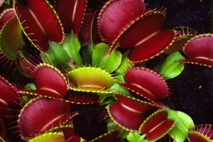 plantas-carnivora