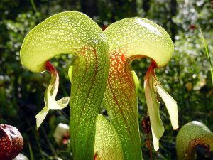 plantas-carnivoras-o-que-sao-quais-tipos-como-cuidar-e-curiosidades-7