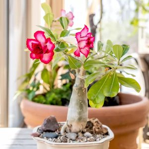 rosa-do-deserto com flores
