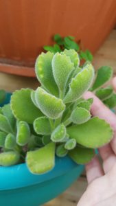 suculenta-pata-de-urso-cotyledon-patinha-de-urso