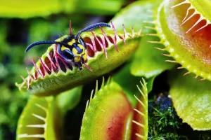venusflytrap-cke