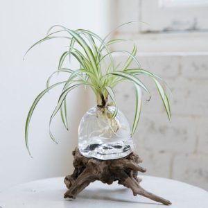 08 Clorofito