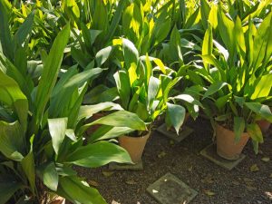 Aspidistra