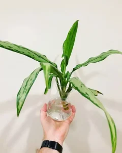 aglaonema-cutting.jpg