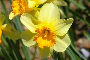 7 passos para cultivar narciso: entenda os cuidados básicos que você PRECISA ter com essa flor