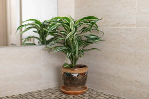 dracaena em banheiro