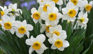 flores de narciso