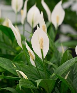 jardim simples e econômico plantas baratas