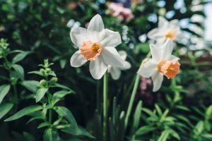 narcisos