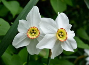 narcisos brancos