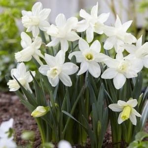 narcisos brancos em jardim