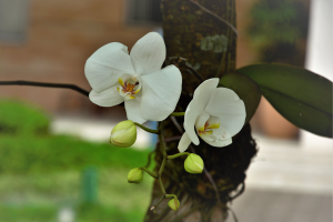 orquídea planta no tronco