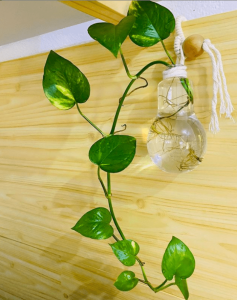 planta-jiboia-29