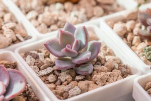 suculenta diamante em vasinho