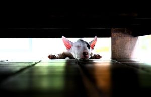 470bc2df74984685820df1634a8398f1--bully-dog-cute-baby-animals
