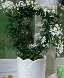 Como-cultivar-jasmim-12