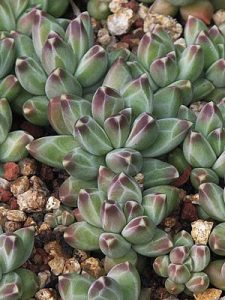 Pachyphytum_compactum_principal