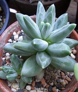 Pachyphytum_compactum_verde
