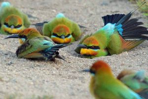 Por-que-os-passaros-adoram-tomar-banho-de-areia
