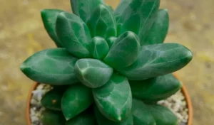 Suculenta-diamante-Pachyphytum-compactum
