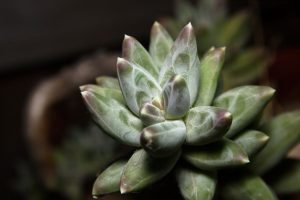 Suculenta-diamante-reproducao-Canva-Pro