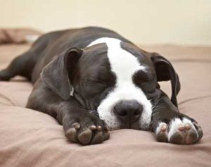 a90078.4PopularDogSleepPositionsAndTheBestBedsToSupportThem_Superman
