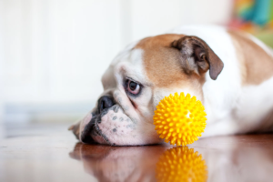 cachorro com brinquedo