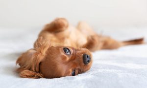 cachorro-dorme-de-barriga-para-cima-2