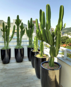 cactos em varanda