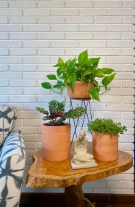 composição com vasos de plantas