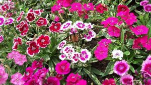 cravinas em jardim