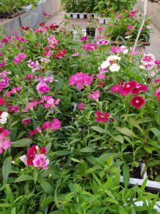 cravinas em jardim
