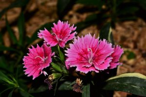 cravinas rosas