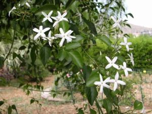 jasmim_dos_a_ores_jasminum_azoricum_2