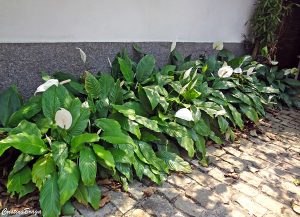 lirio-da-paz-spathiphyllum-wallisii-