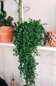 planta dinheiro-em-penca