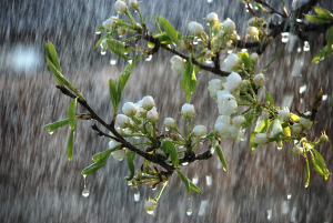 planta e chuva